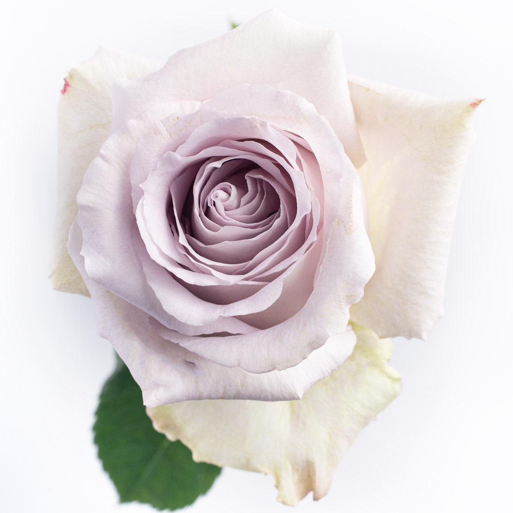 rose variety andrea