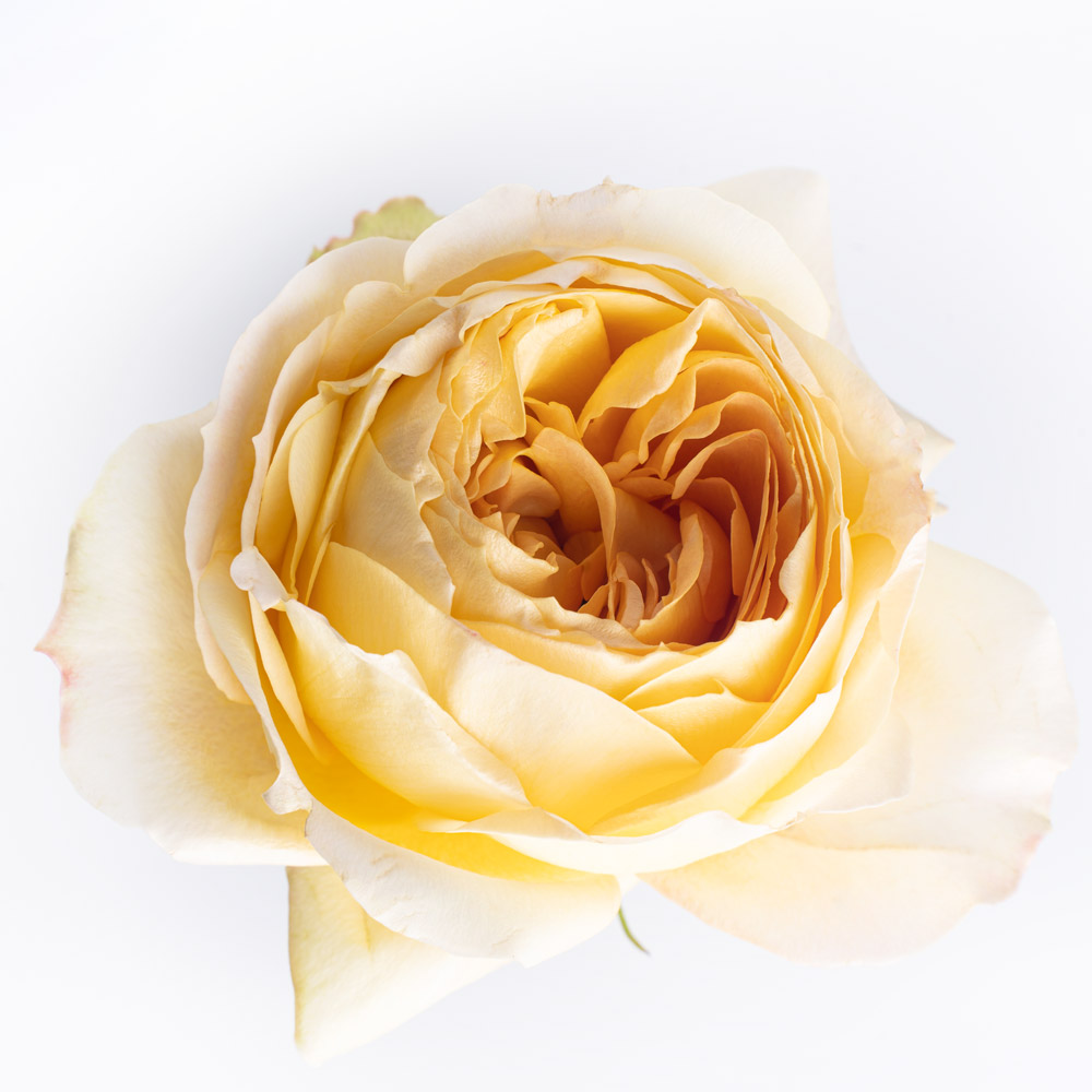 rose variety Beatrice by david austin