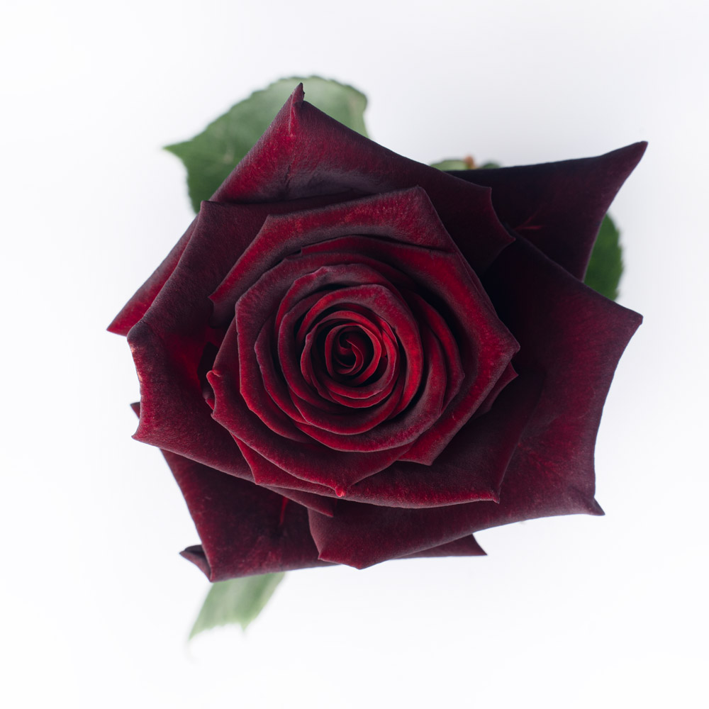 rose variety black baccara