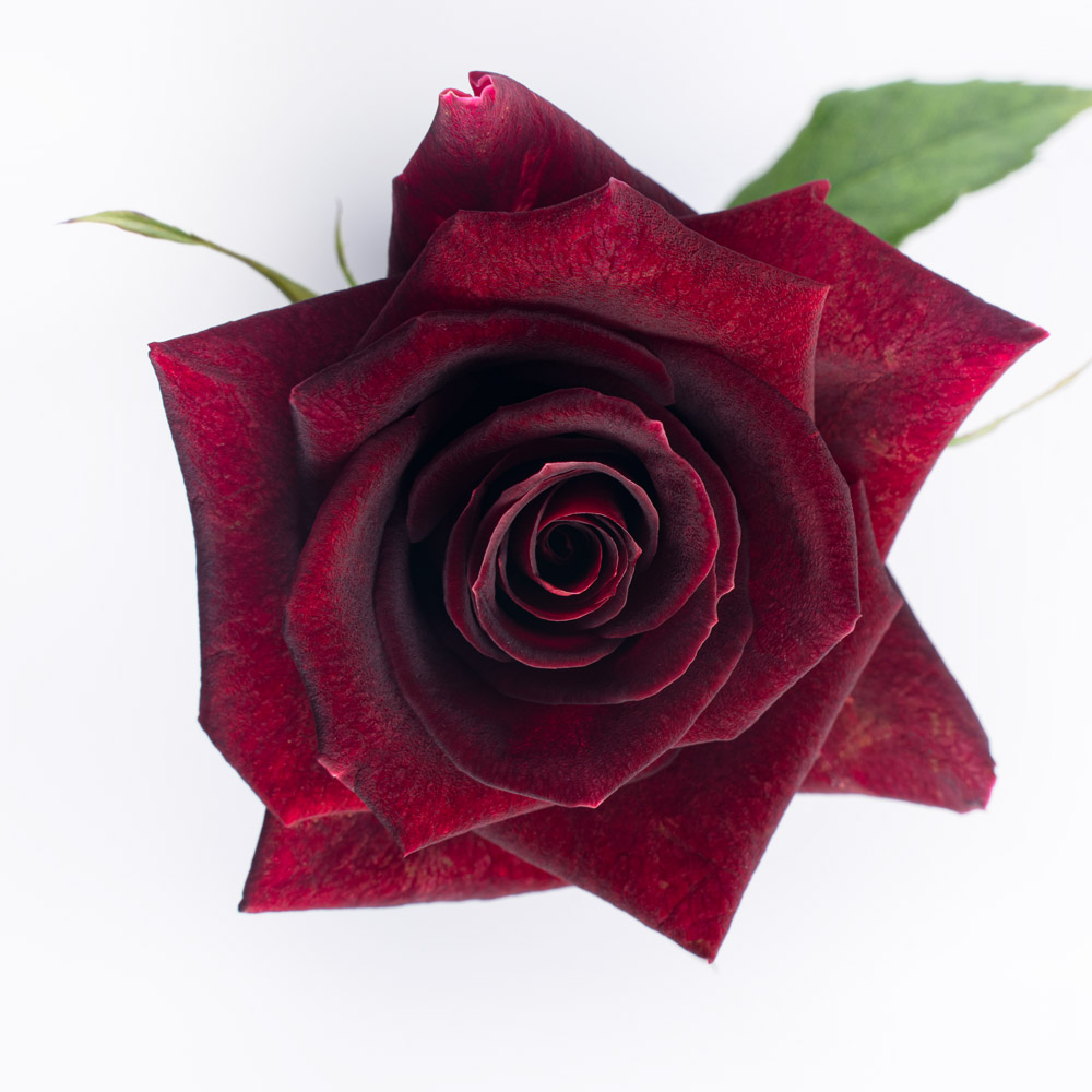 rose variety black beauty