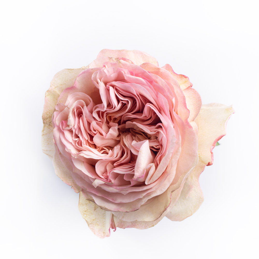 rose variety charming corneille