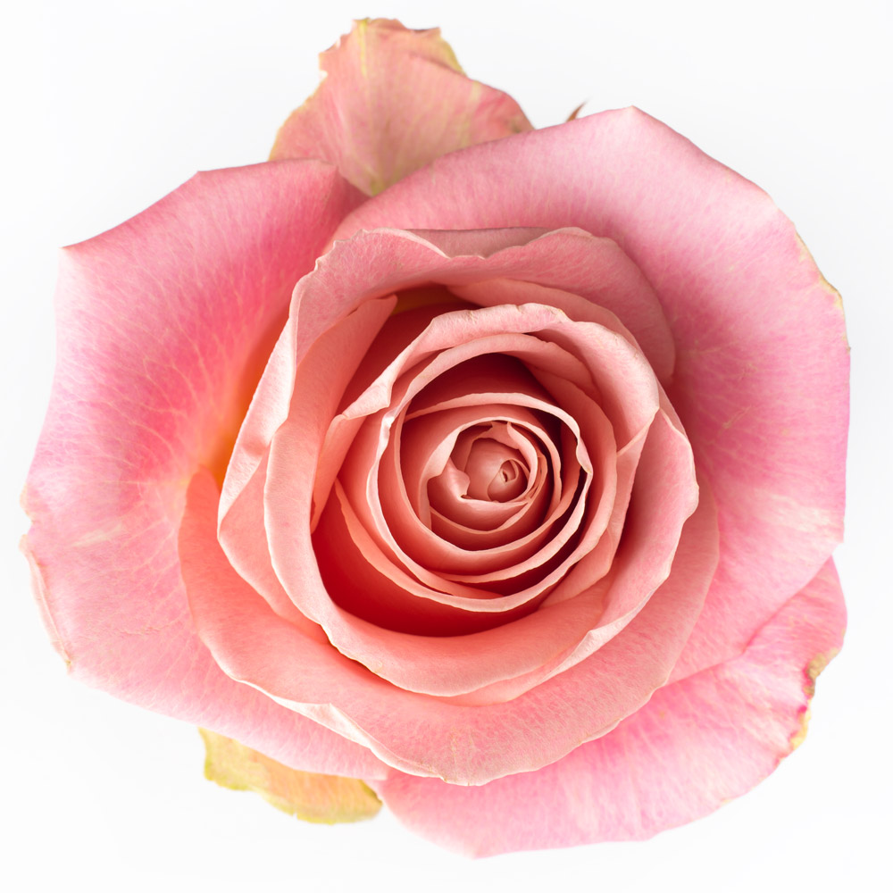 rose variety hermosa
