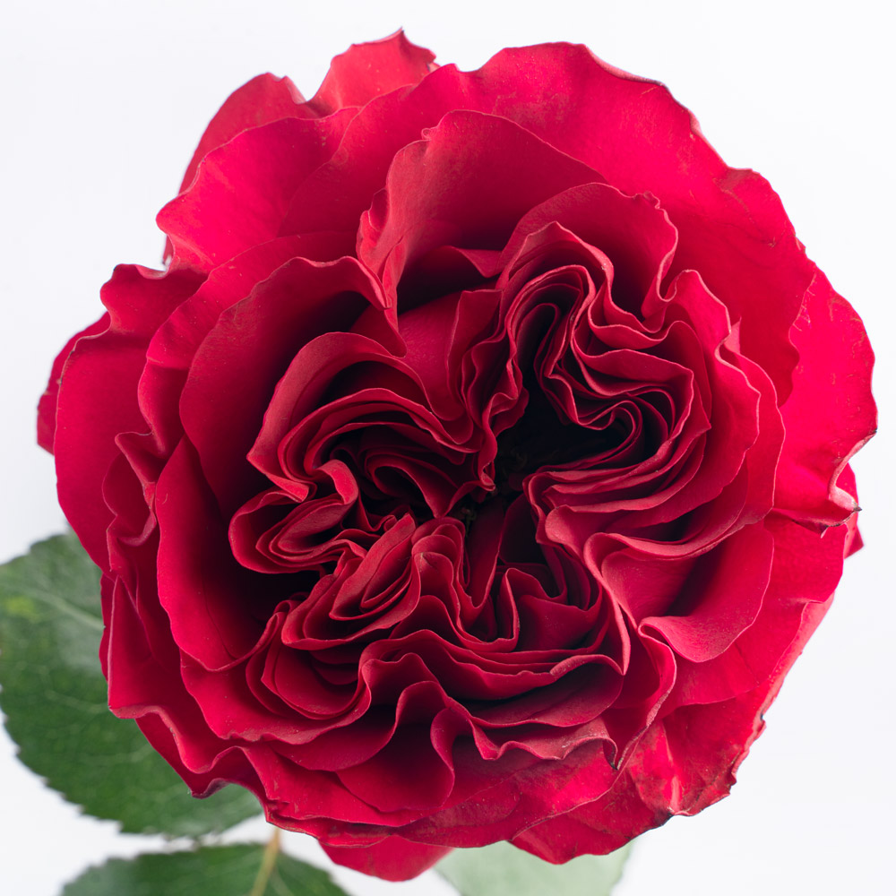 rose variety mayra´s hot pink