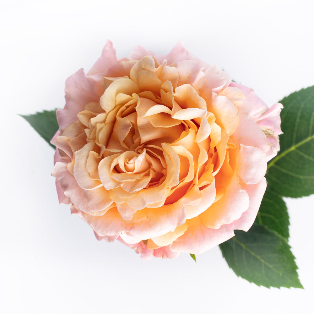 rose variety mayra´s peach