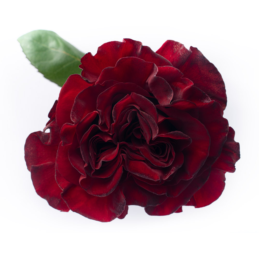 rose variety mayra´s red