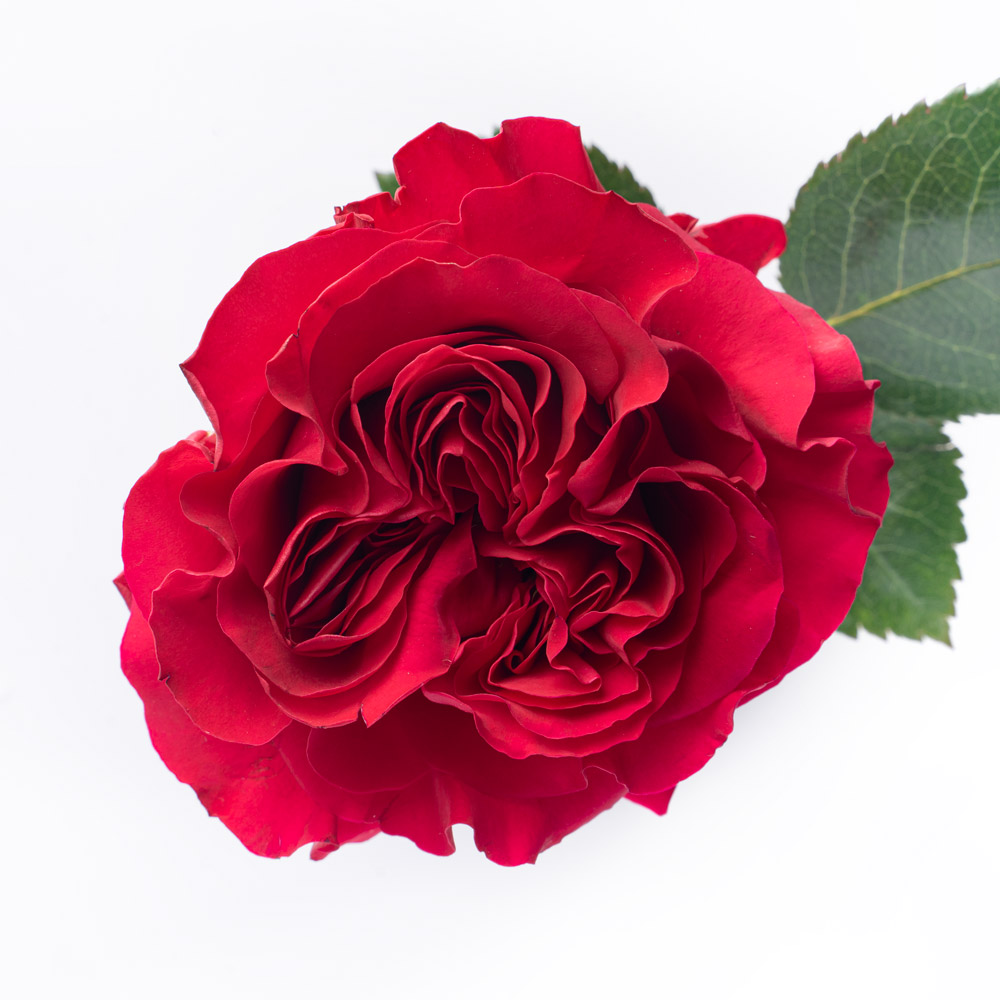 rose variety mayra´s rose