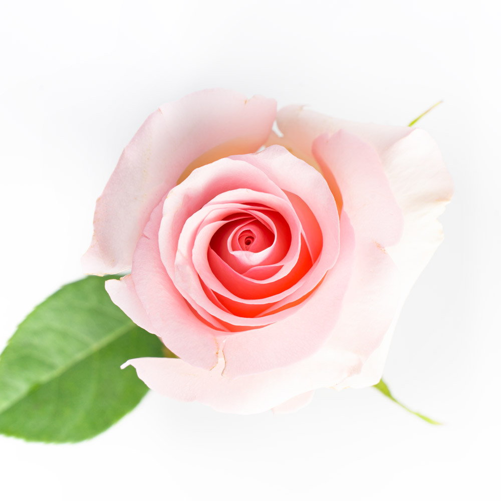 rose variety Nena
