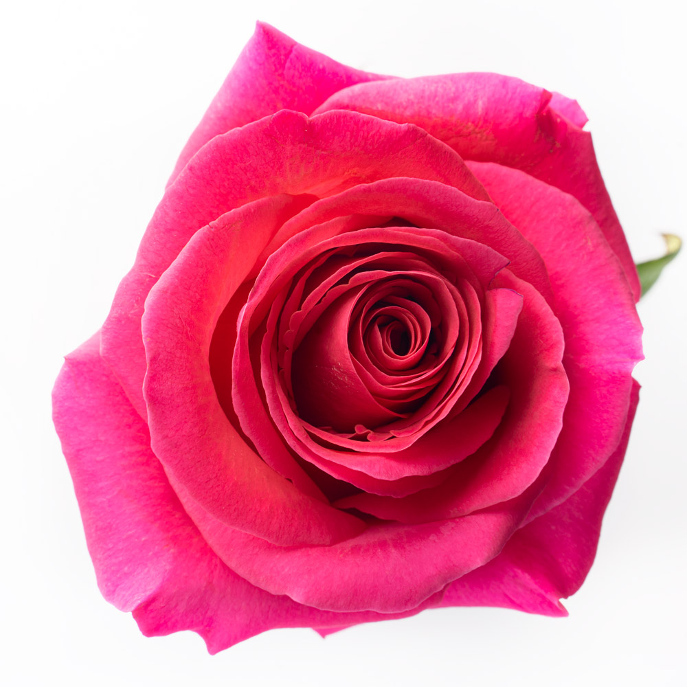 rose variety pink floyd