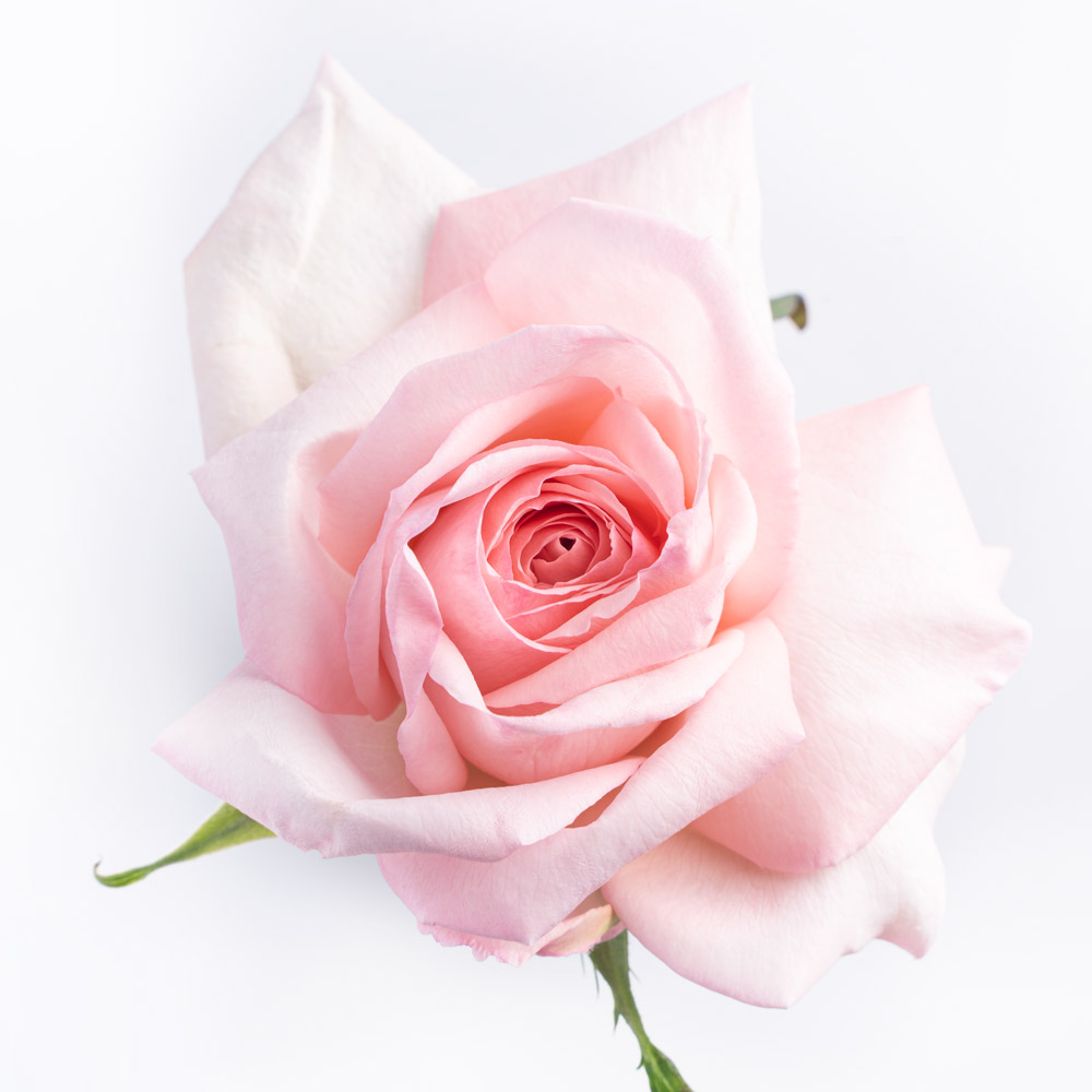 rose variety Pink O´hara