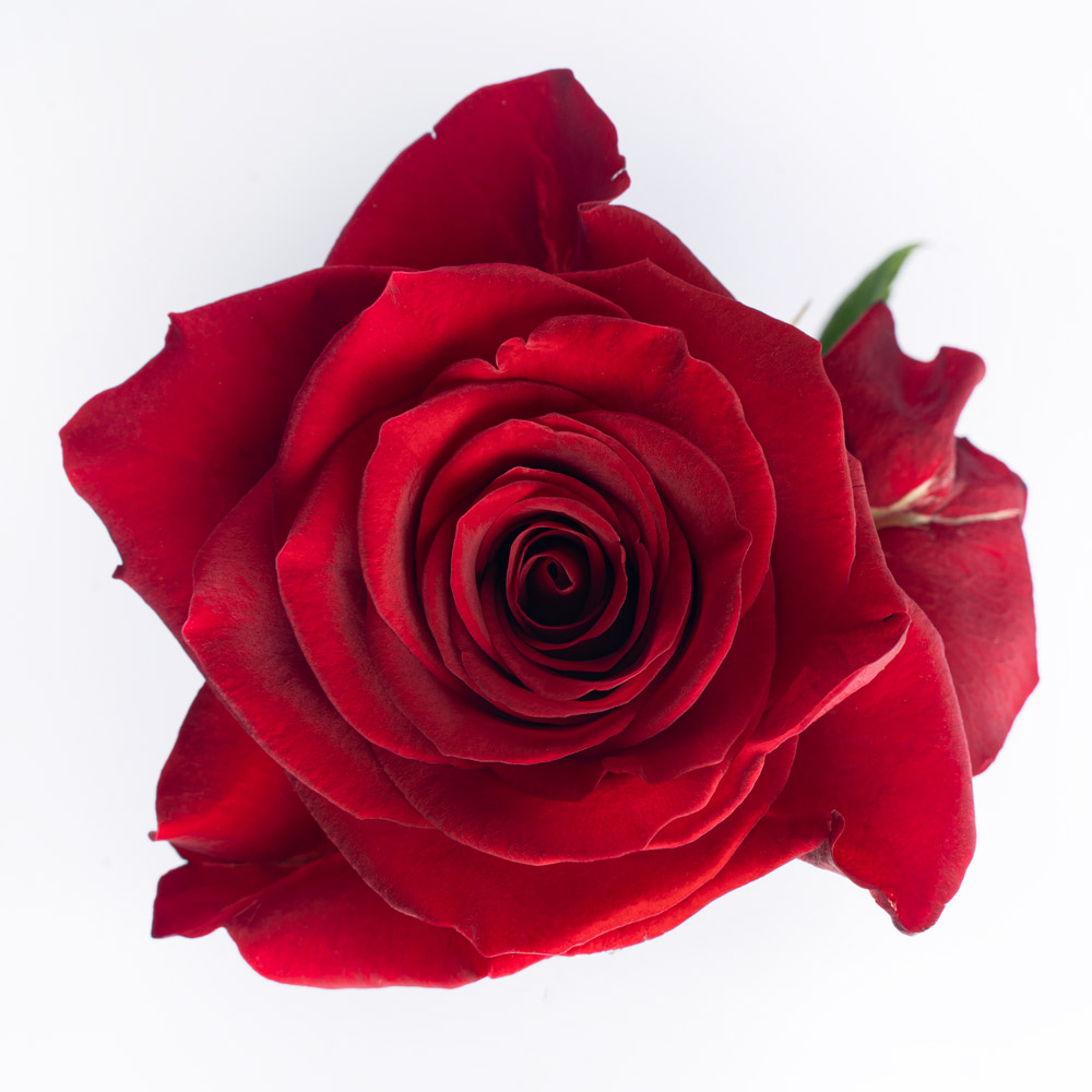 scarlatta rose variety
