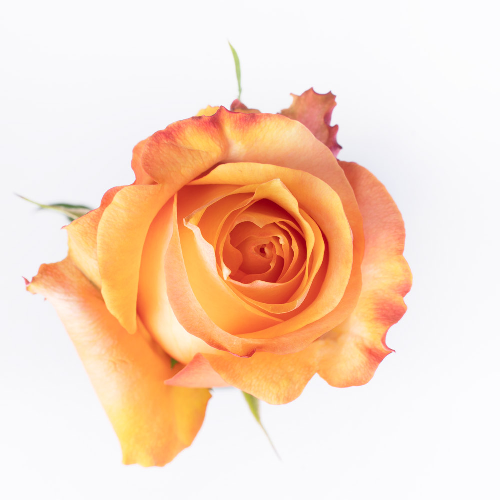 Twilight Light Orange Rose