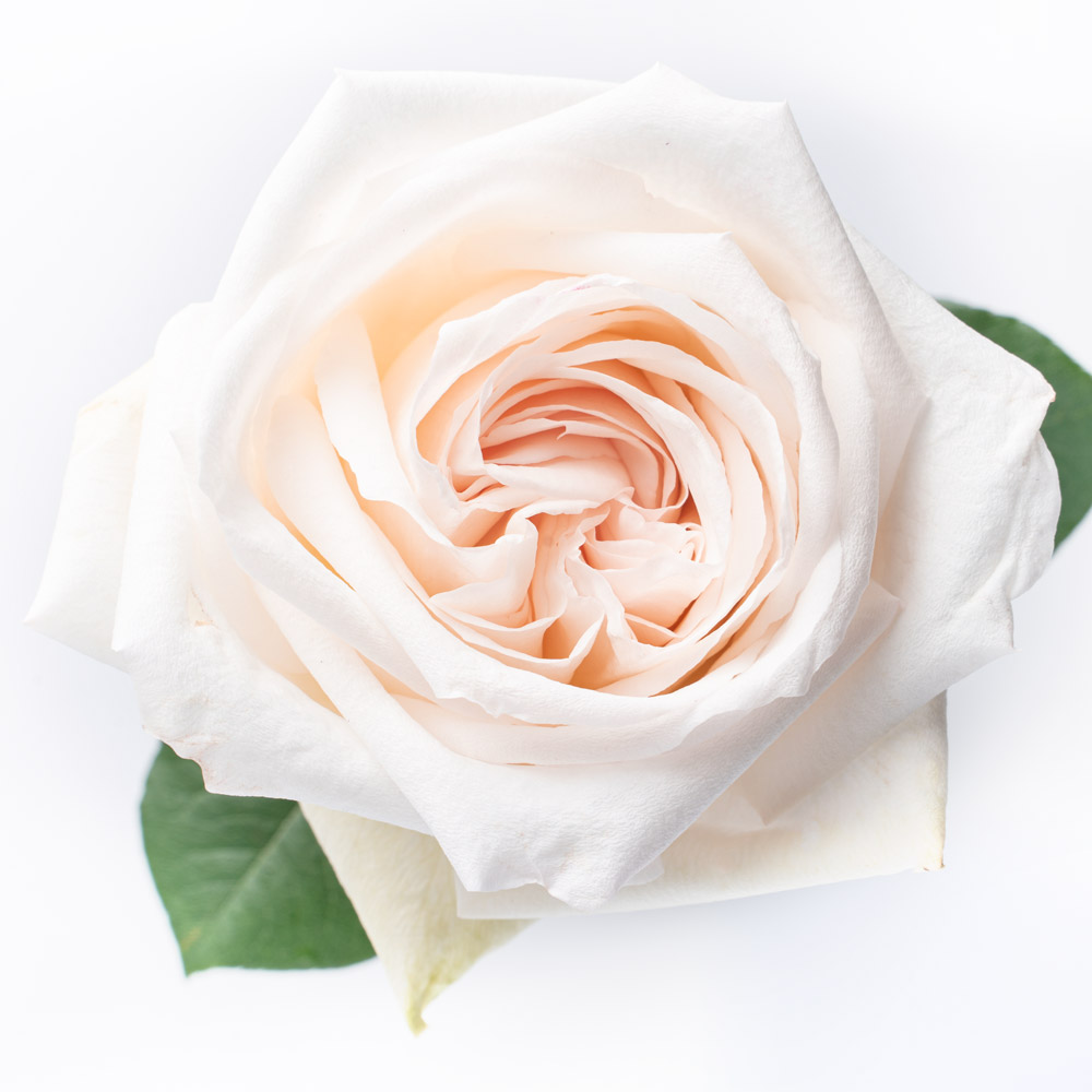 rose variety white o´hara